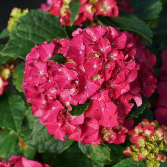 Wee Bit Grumpy® Hydrangea Shrub