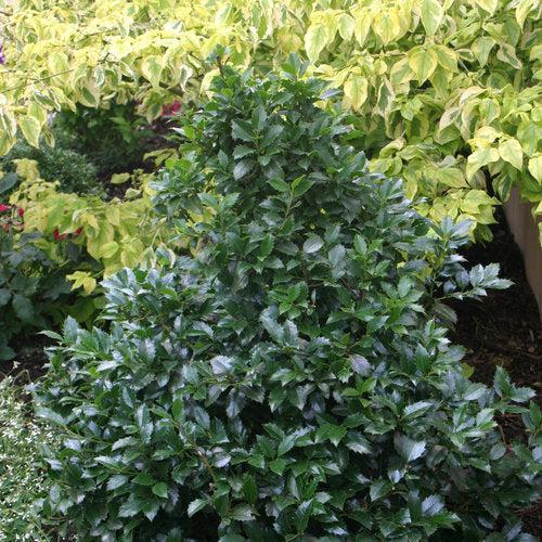 Castle Spire® Blue Holly