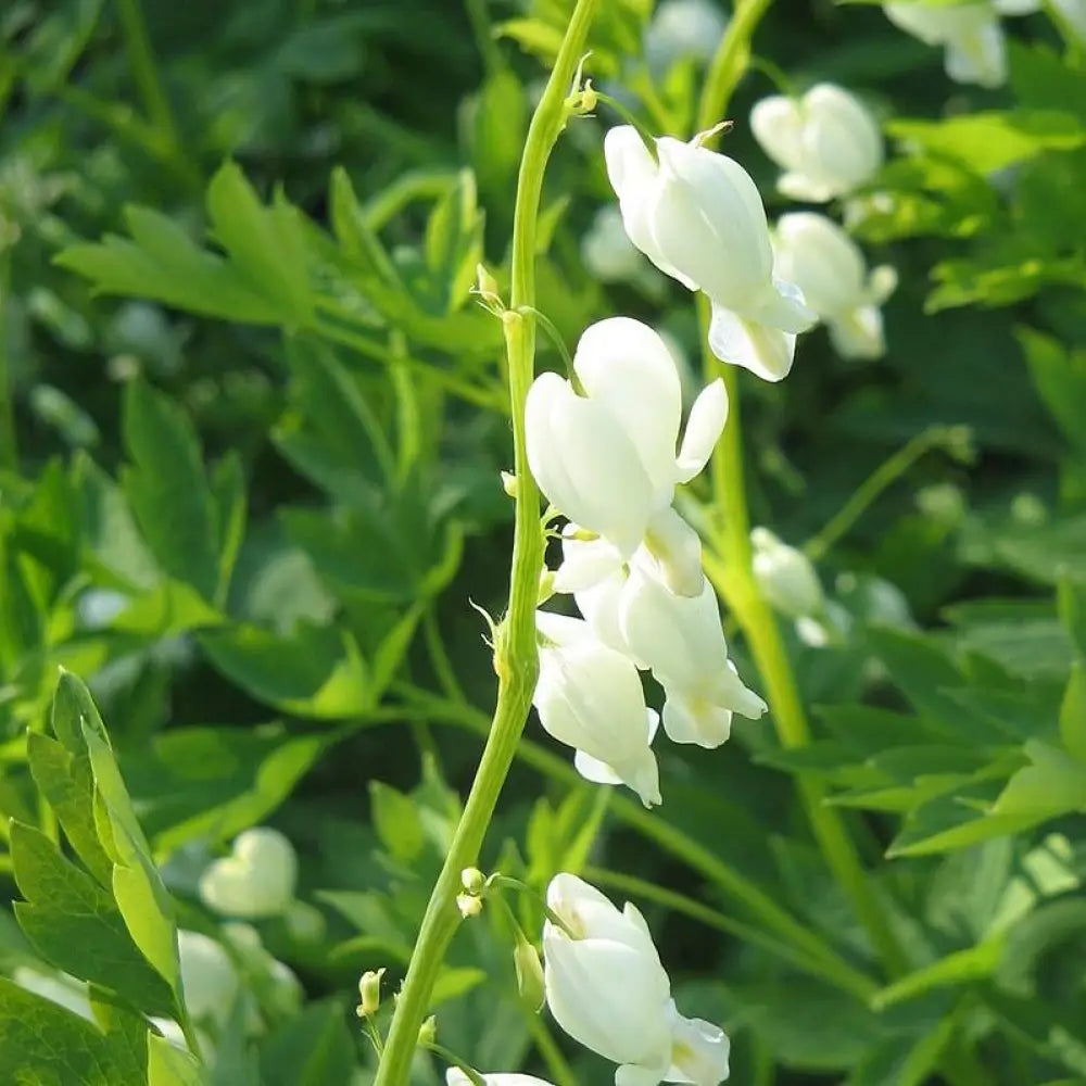 White Bleeding Heart Perennial
