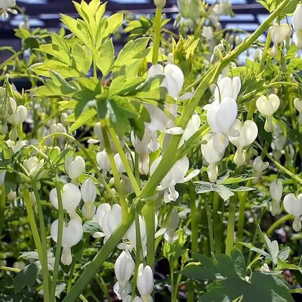 White Bleeding Heart Perennial