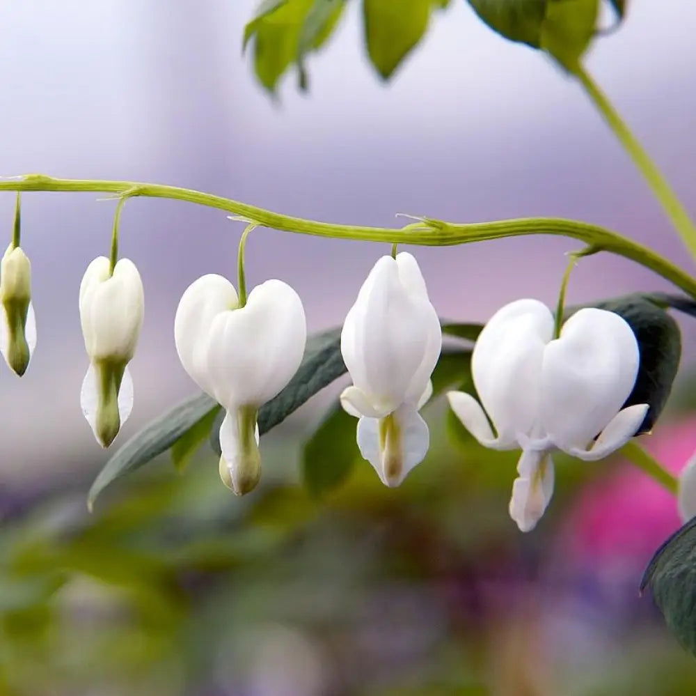 White Bleeding Heart Perennial