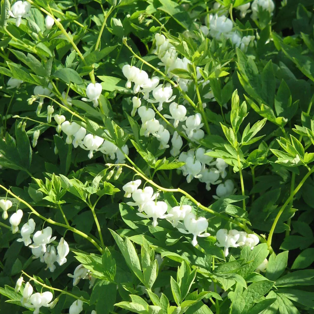 White Bleeding Heart Perennial
