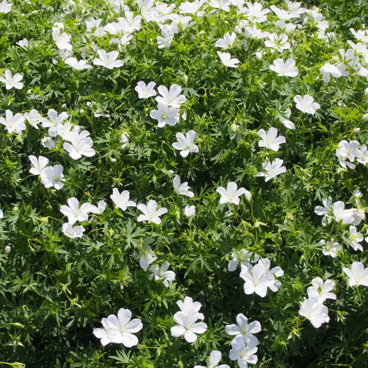 White Bloody Cranesbill 1 GALLON Perennial