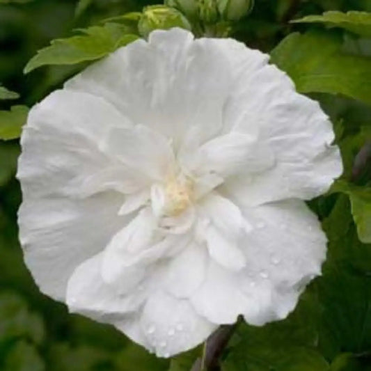 White Chiffon® Rose of Sharon 3 GALLON Perennial