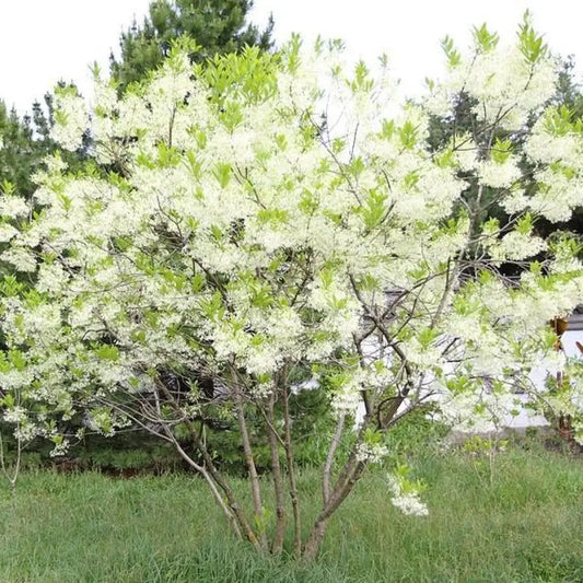 White Fringe Tree 3 GALLON Tree