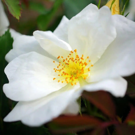 White Knock Out® Rose Shrub