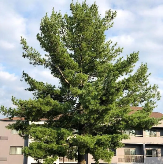 White Pine 3 GALLON Conifer