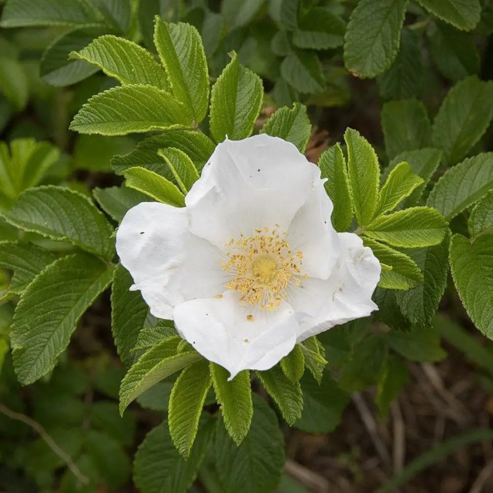 White Rugosa Rose – Sam Bridge at Home
