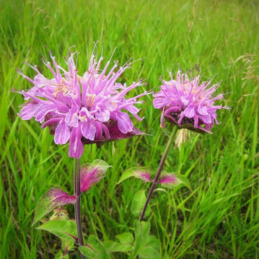 Wild Bergamot Perennial
