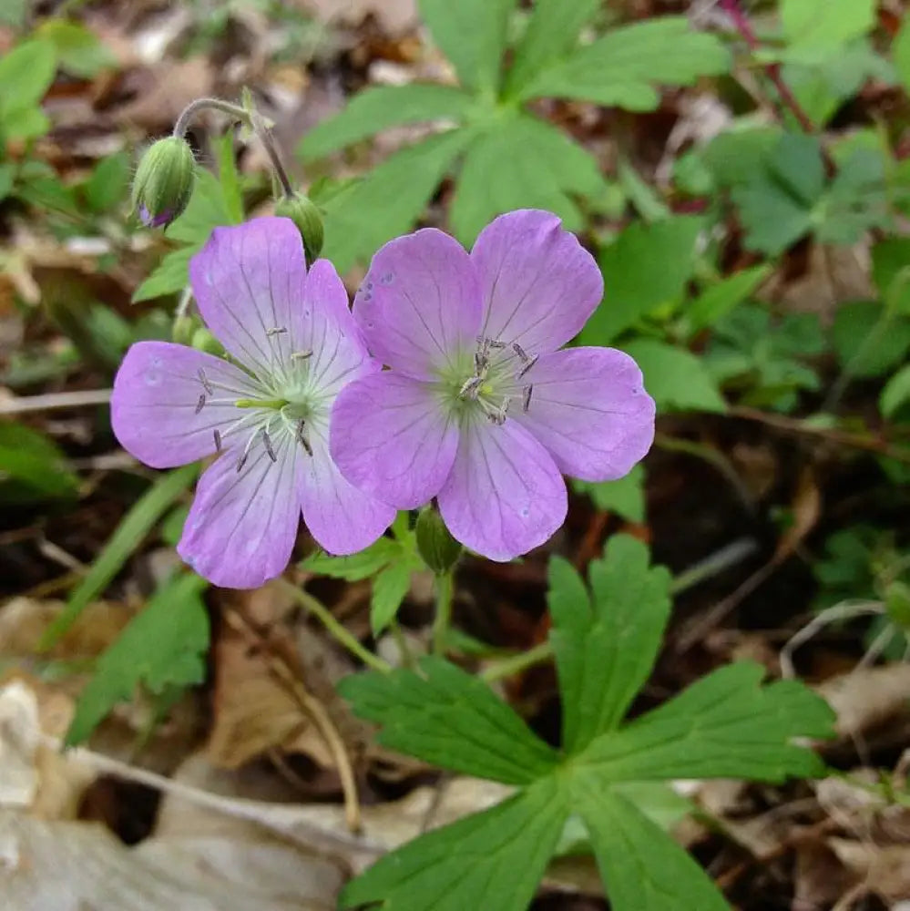 Wild Cranesbill 1 GALLON Perennial