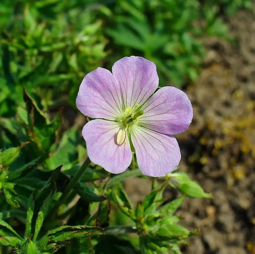 Wild Cranesbill 1 GALLON Perennial