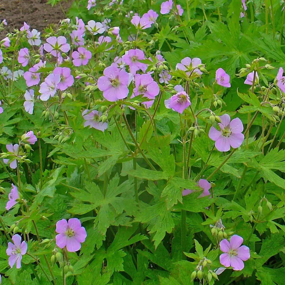 Wild Cranesbill 1 GALLON Perennial