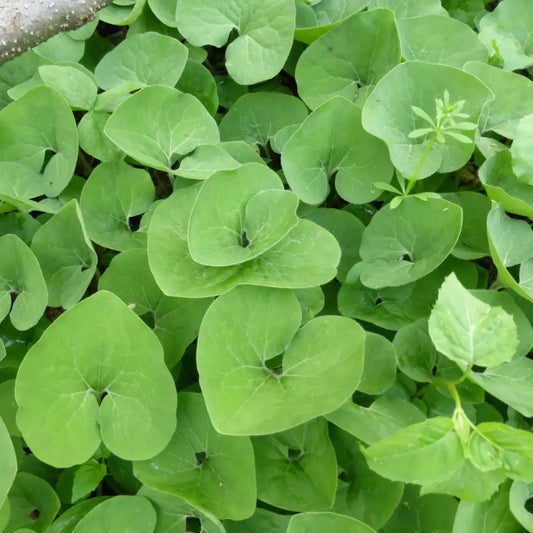 Wild Ginger 1 GALLON Perennial