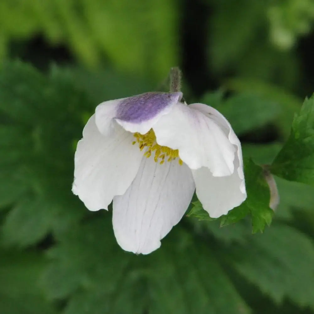 Wild Swan™ Anemone 1 GALLON Perennial
