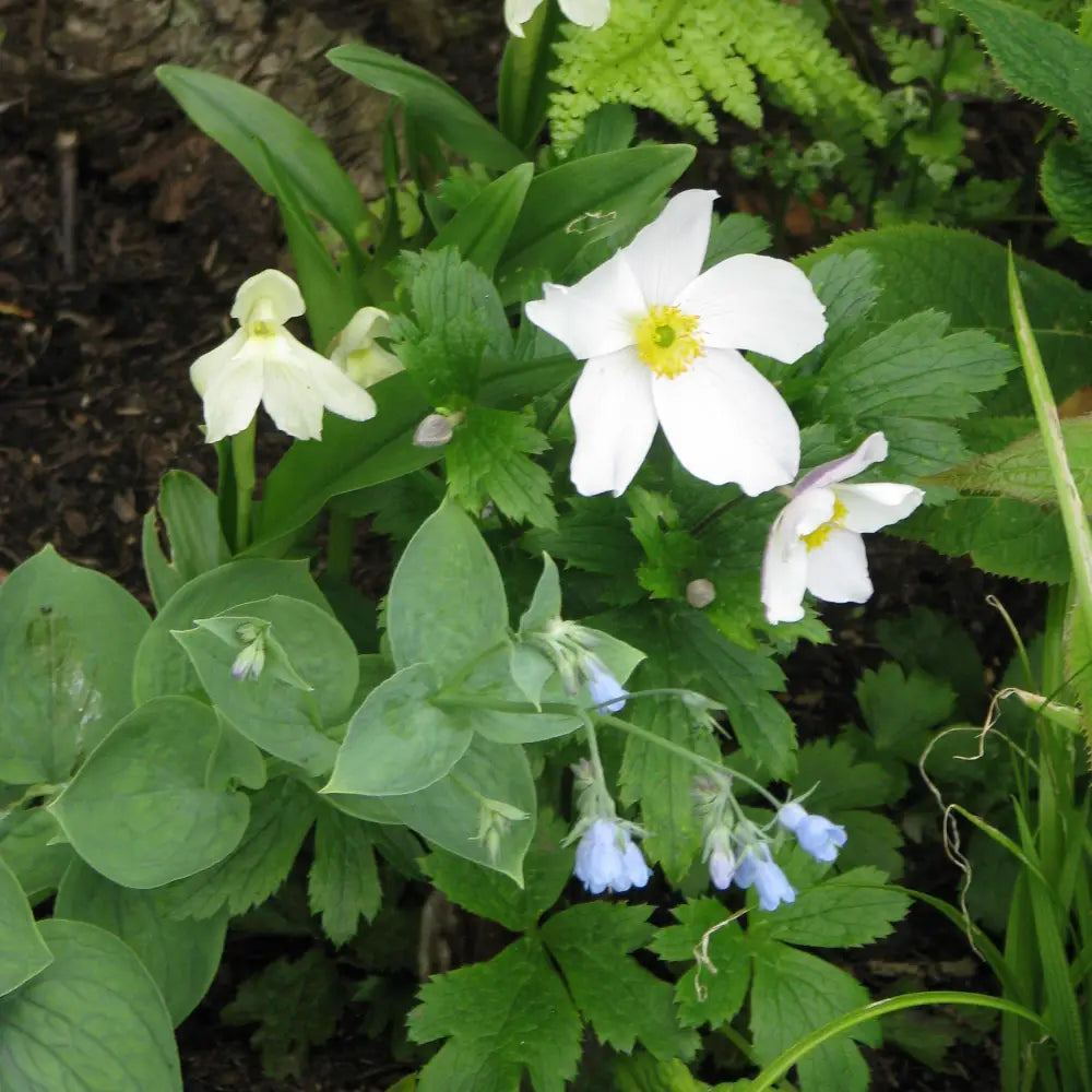 Wild Swan™ Anemone 1 GALLON Perennial