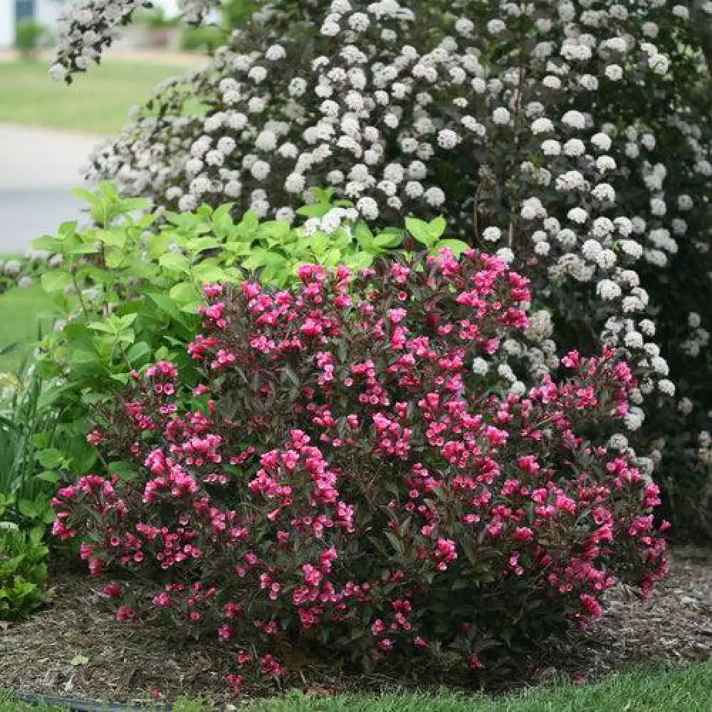 Wine & Roses® Weigela Shrub