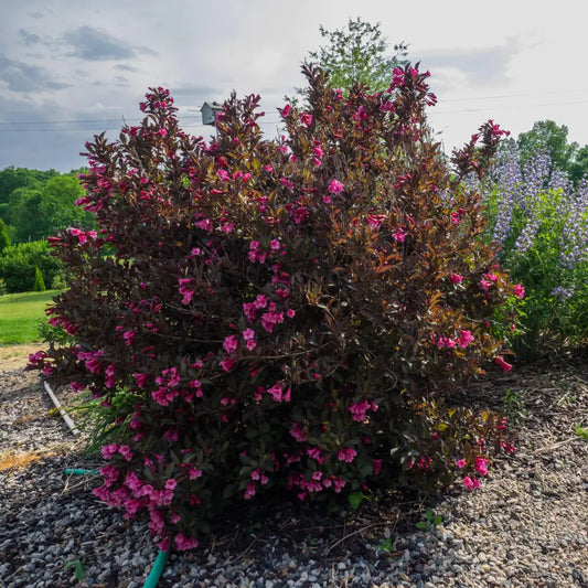 Wine & Roses® Weigela Shrub