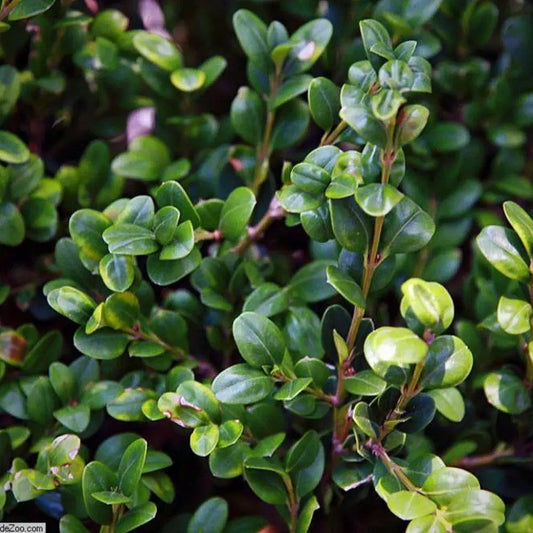 Winter Gem Boxwood Shrub