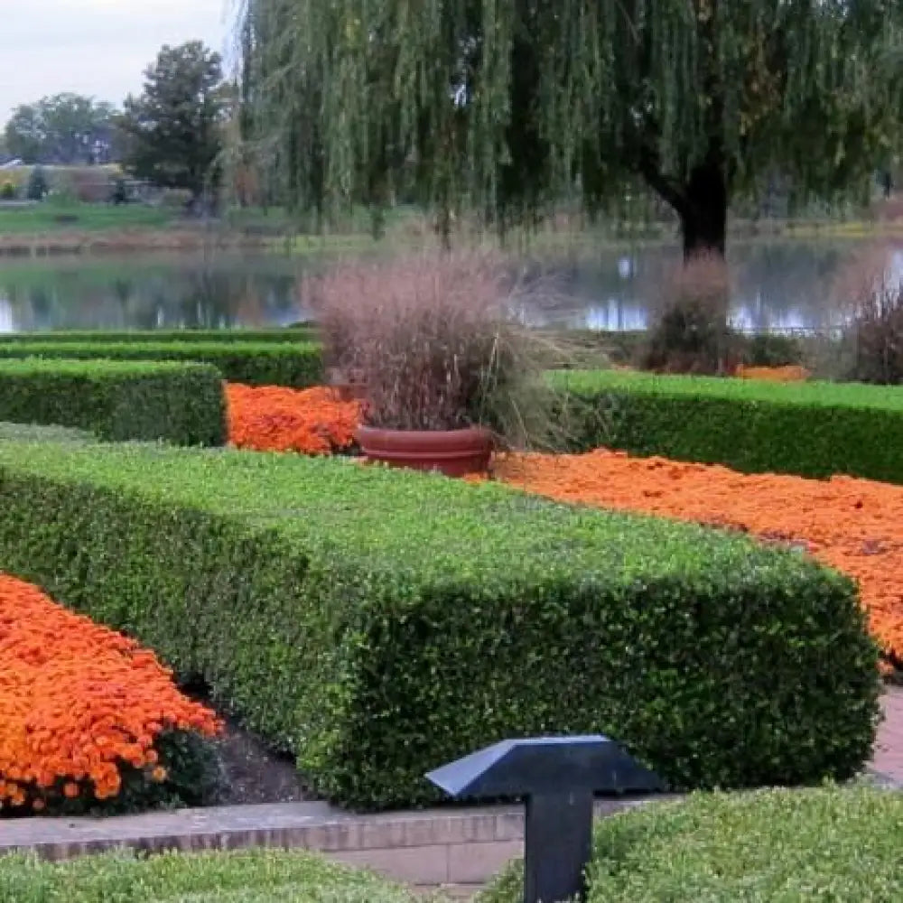 Winter Gem Boxwood Shrub