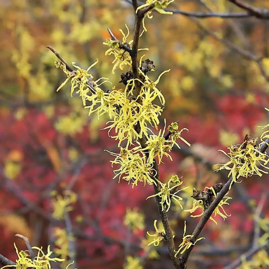 Witch Hazel 3 GALLON Tree