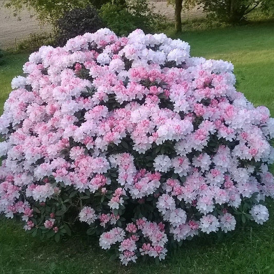 Percy Wiseman Rhododendron