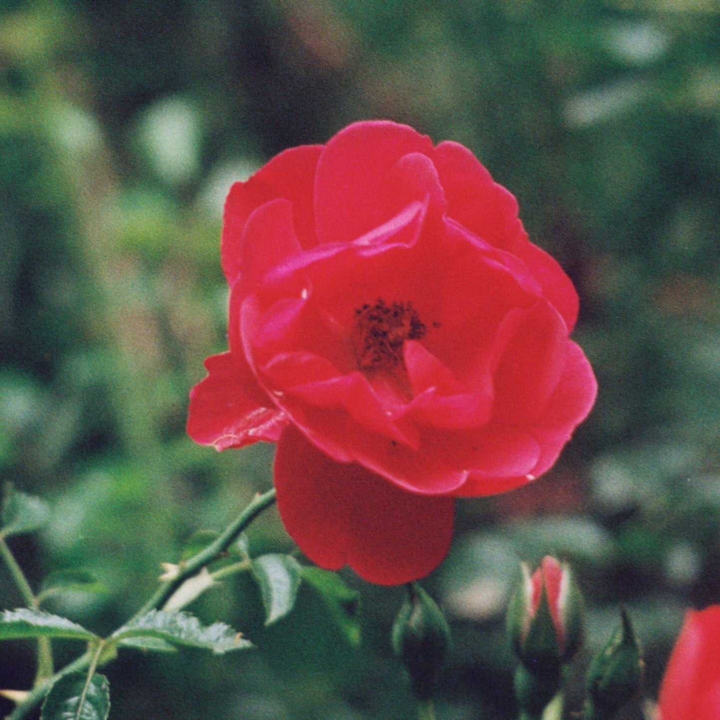 Flower Carpet® Red Rose