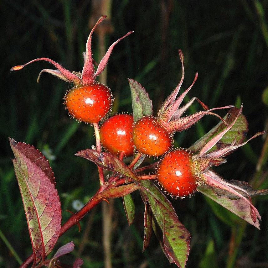 Swamp Rose