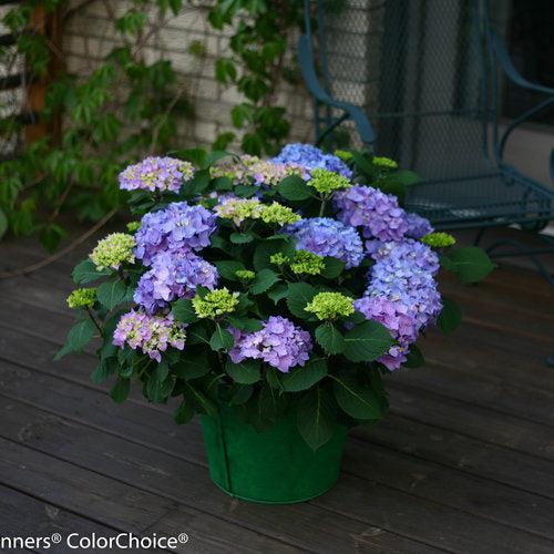 Let's Dance® Rhythmic Blue® Hydrangea