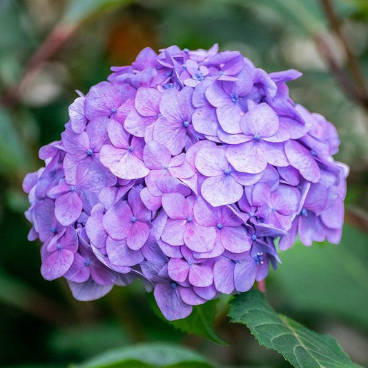Endless Summer® The Original Hydrangea