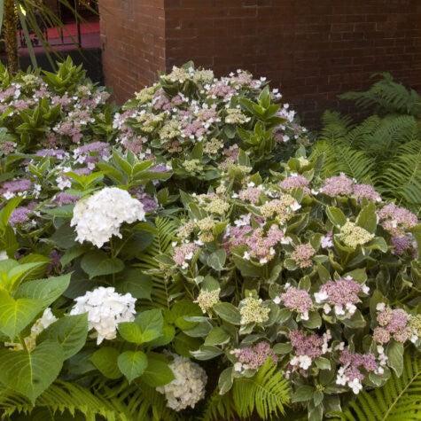 Light-O-Day® Hydrangea