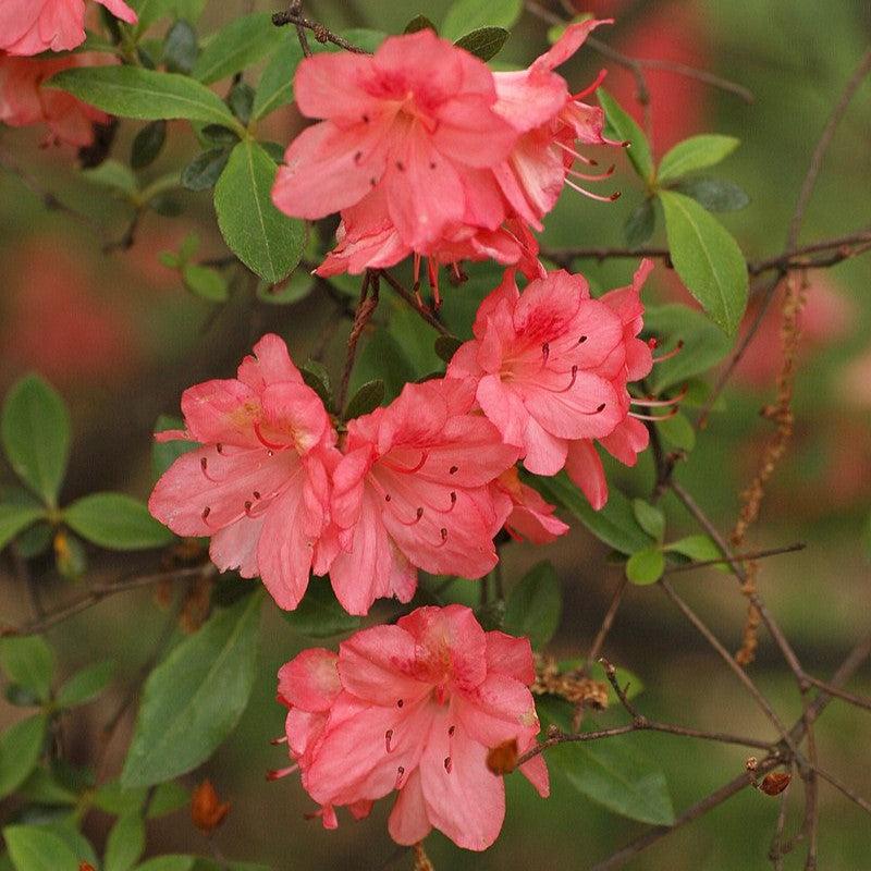 Blaauw's Pink Azalea