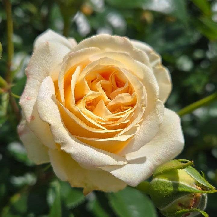 Rosa x 'Noa1112130'  - Showpiece™ Champagne Rose