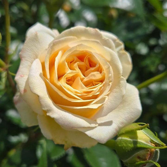 Rosa x 'Noa1112130'  - Showpiece™ Champagne Rose