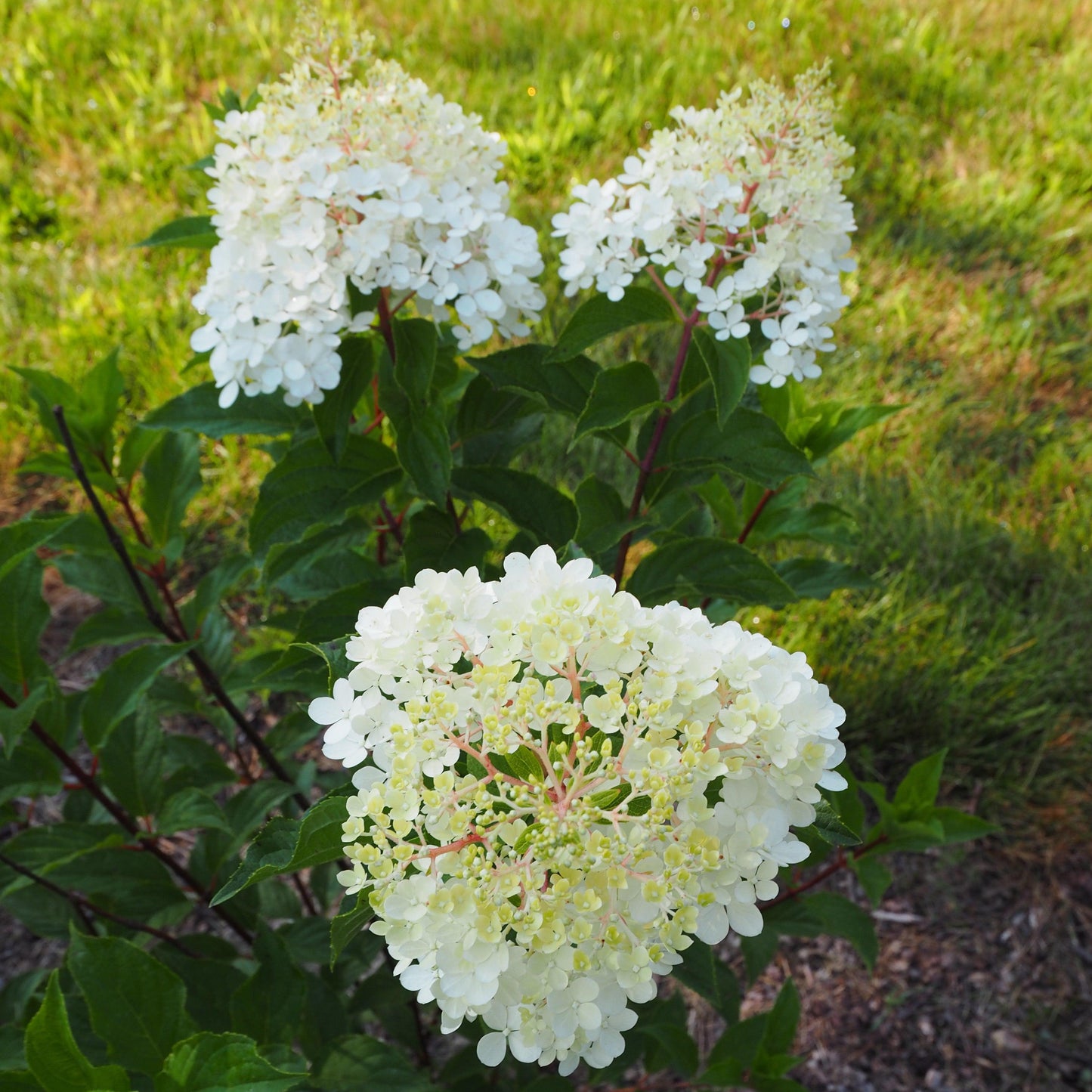First Editions® Vanilla Strawberry™ Hydrangea