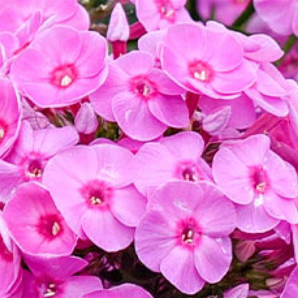 Phlox paniculata 'Luminary Prismatic Pink'  - Luminary® Prismatic Pink Phlox
