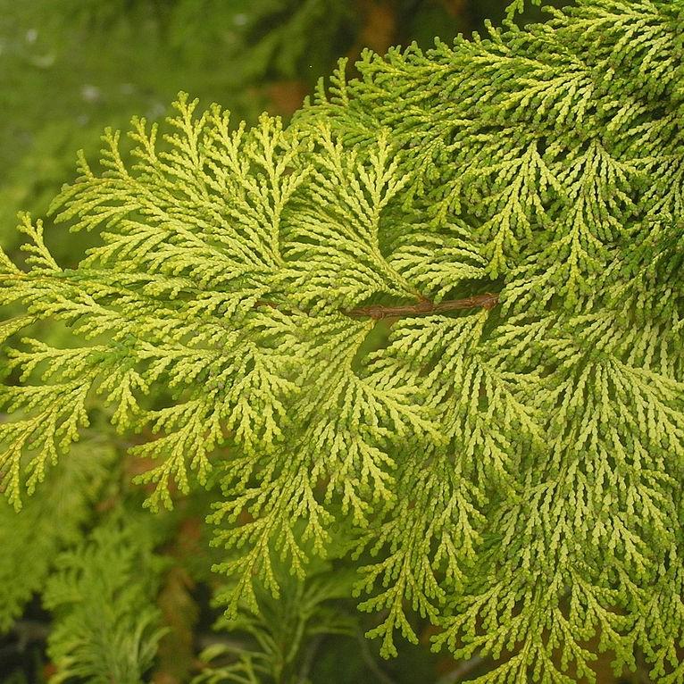 Golden Hinoki False Cypress