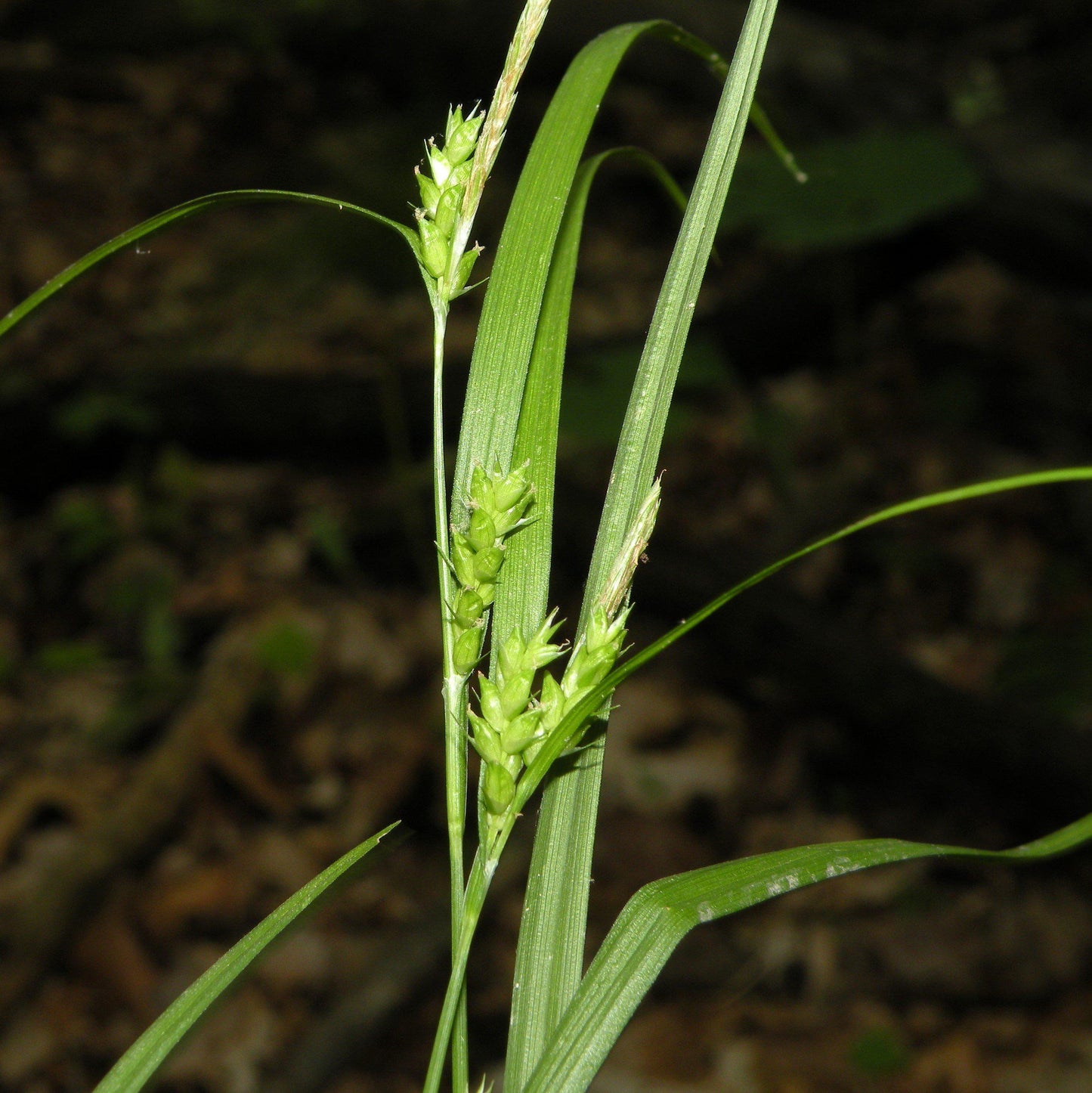 Carex amphibola  - Creek Sedge