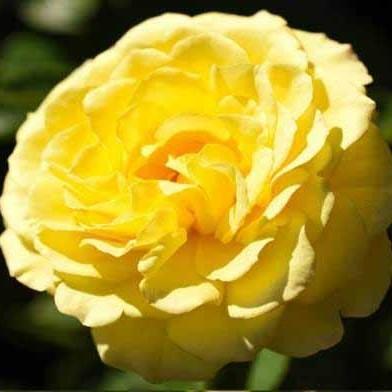 Rosa 'True Friendship'  - True Friendship Rose
