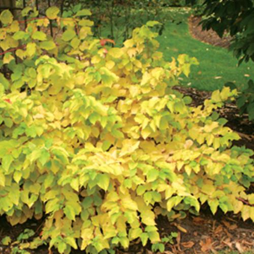 Arctic Sun® Dogwood