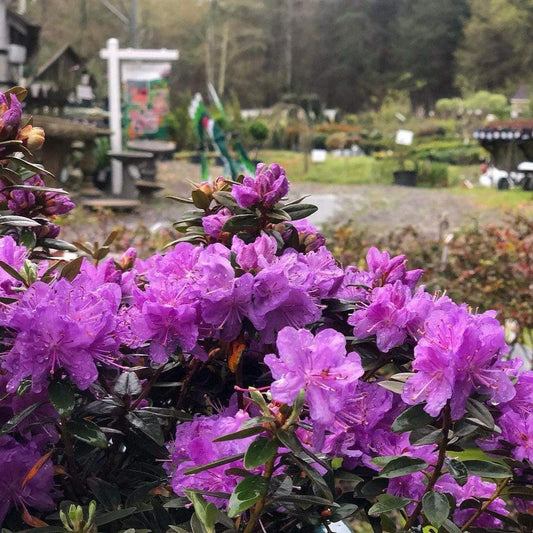 Purple Gem Rhododendron