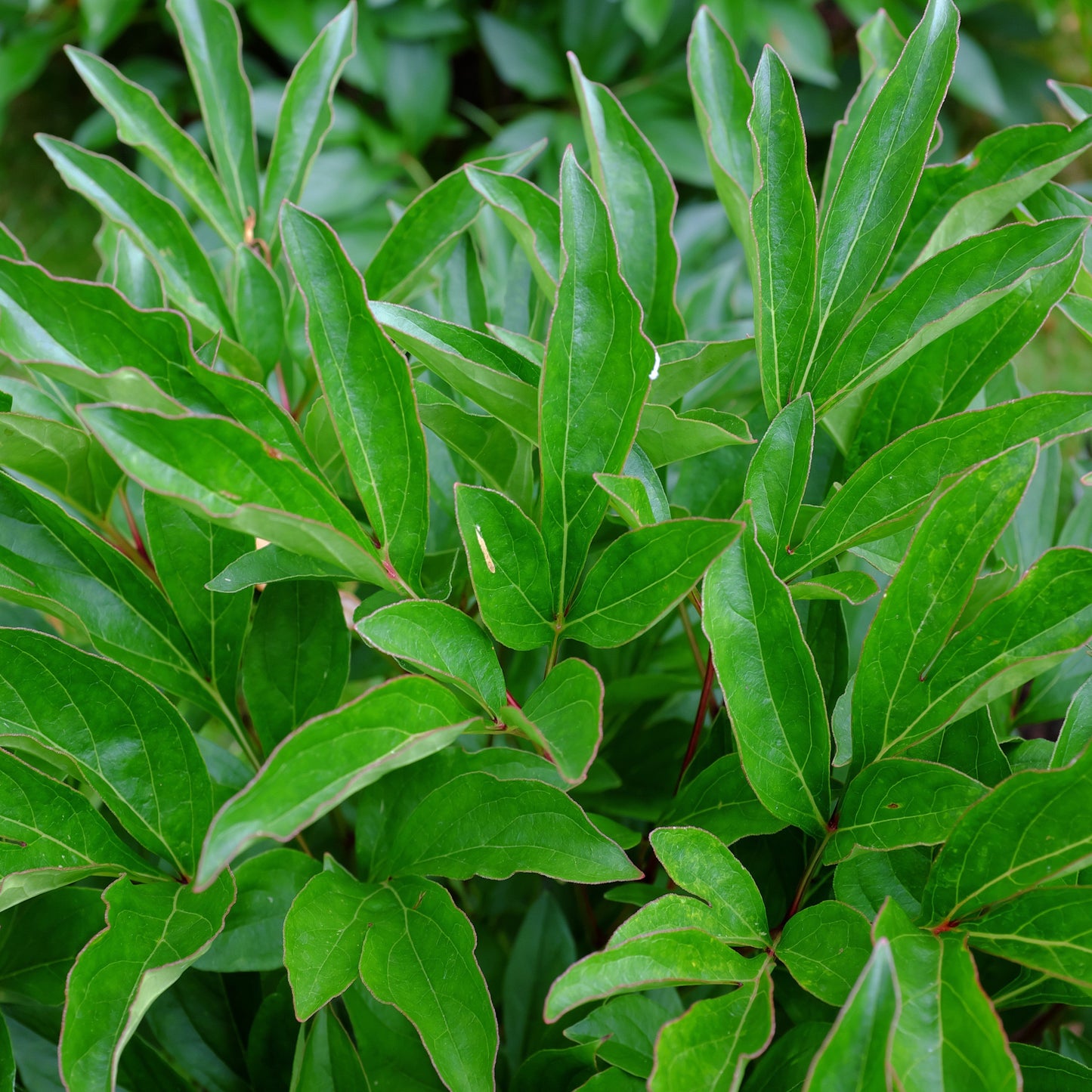 Polarnacht Rhododendron