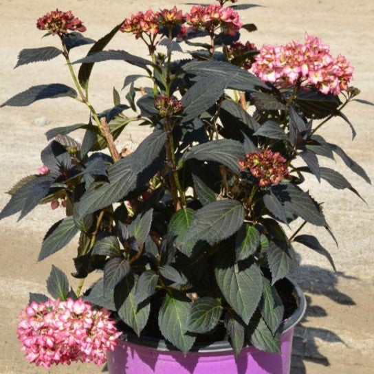Eclipse® Hydrangea