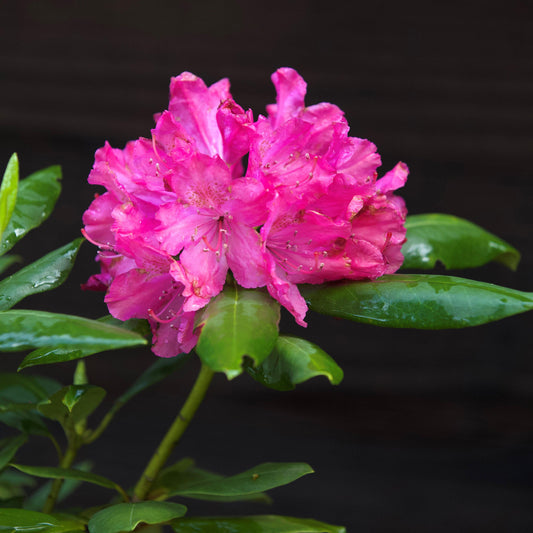 Pink Rosebay Rhododendron