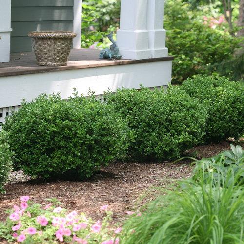 Sprinter® Boxwood