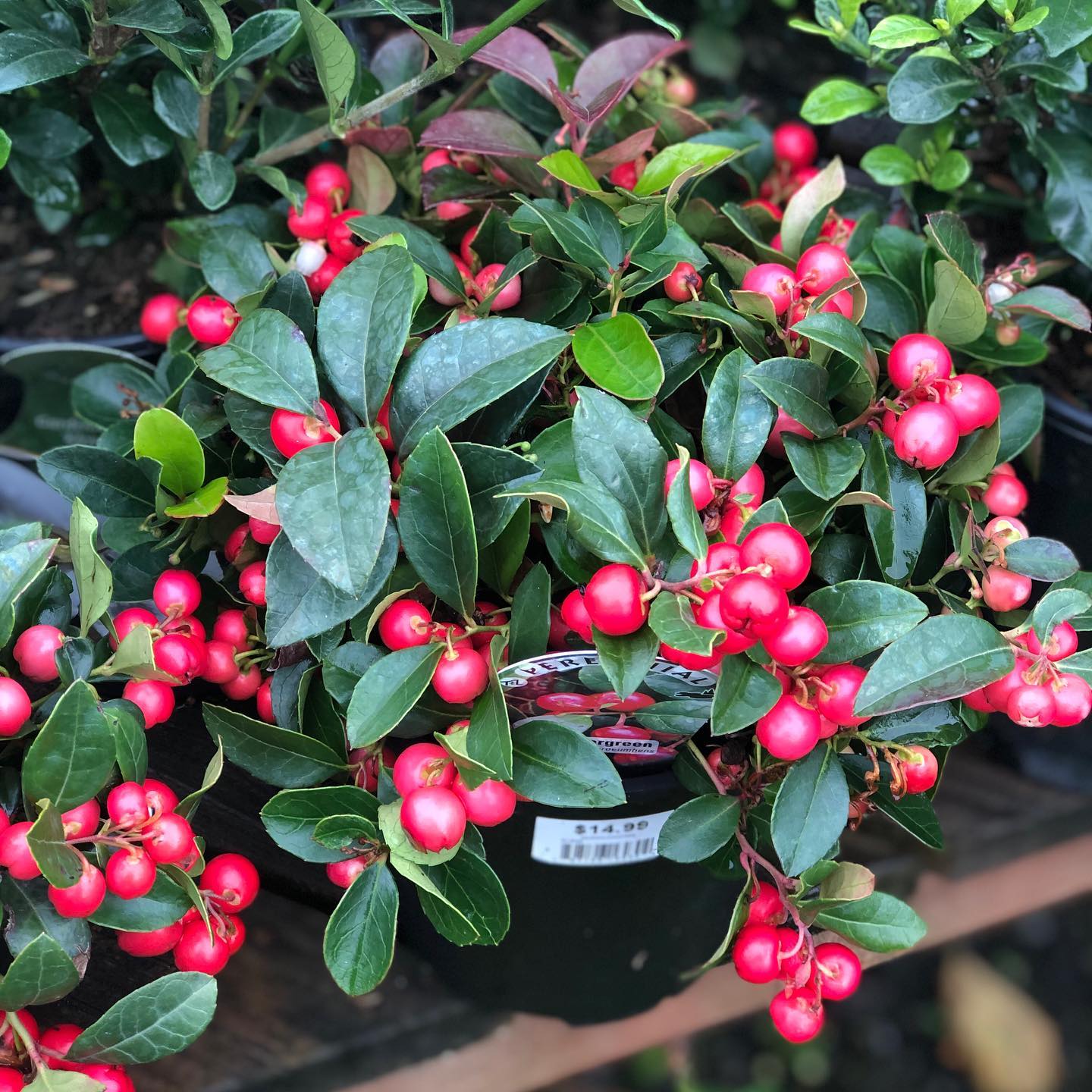 Gaultheria procumbens 'Gaulsidh5'  - Cherry Berries™ Wintergreen