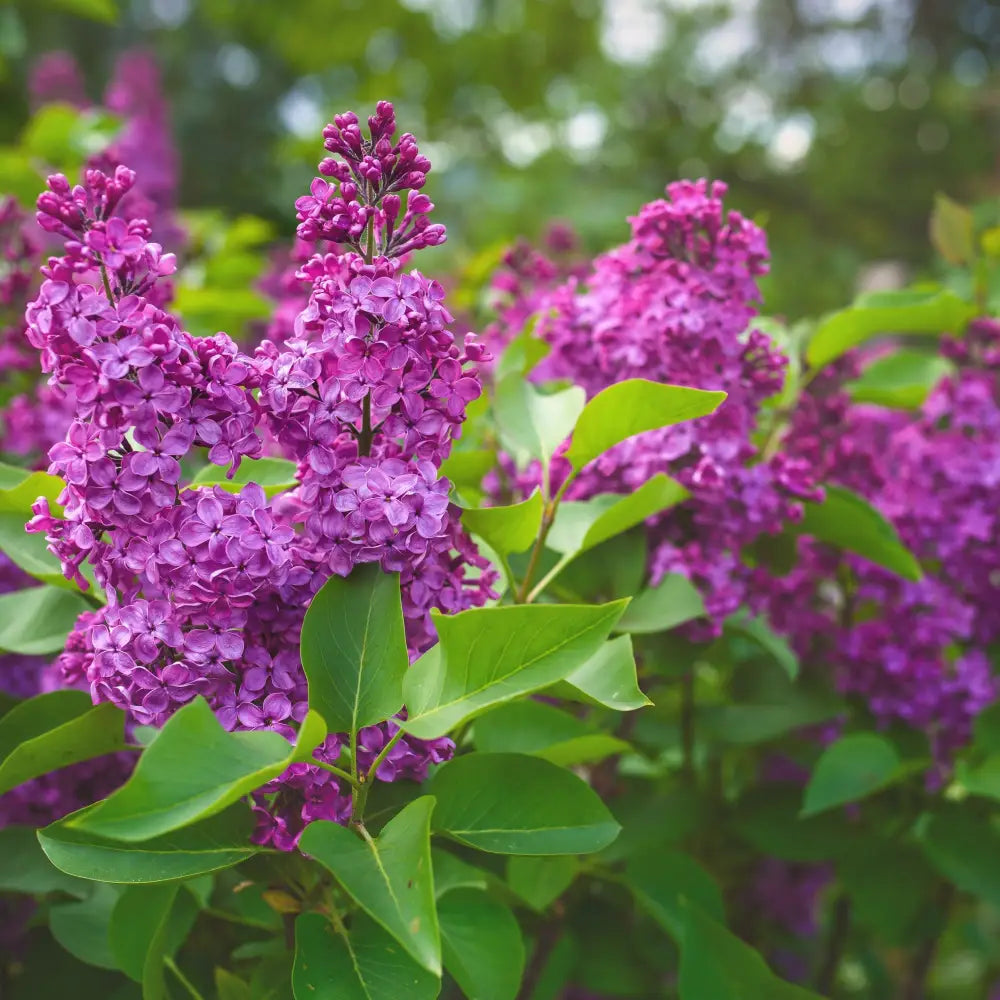 Yankee Doodle Lilac 3 GALLON Shrub