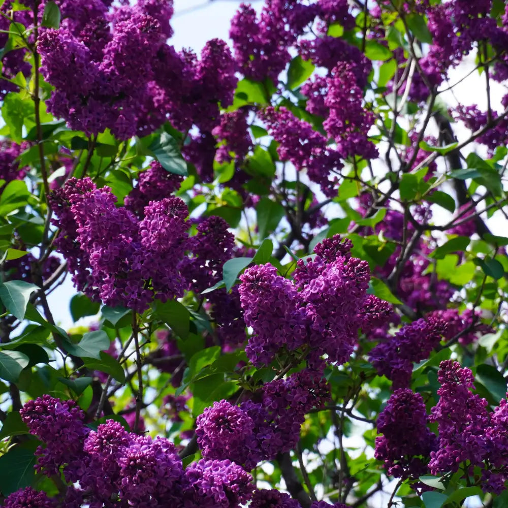 Yankee Doodle Lilac 3 GALLON Shrub