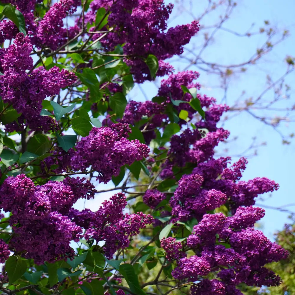 Yankee Doodle Lilac 3 GALLON Shrub