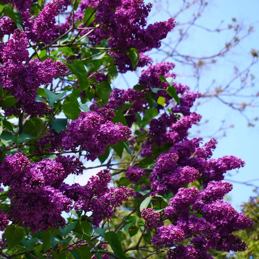 Yankee Doodle Lilac 3 GALLON Shrub