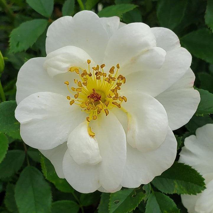 Rosa 'AAC333'  - Easy Elegance® Oscar Peterson™ Rose